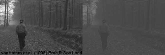 sensibilidad al contraste