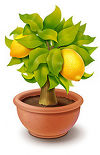 Limonero