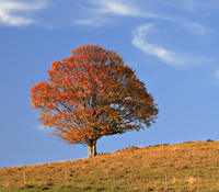 arbol